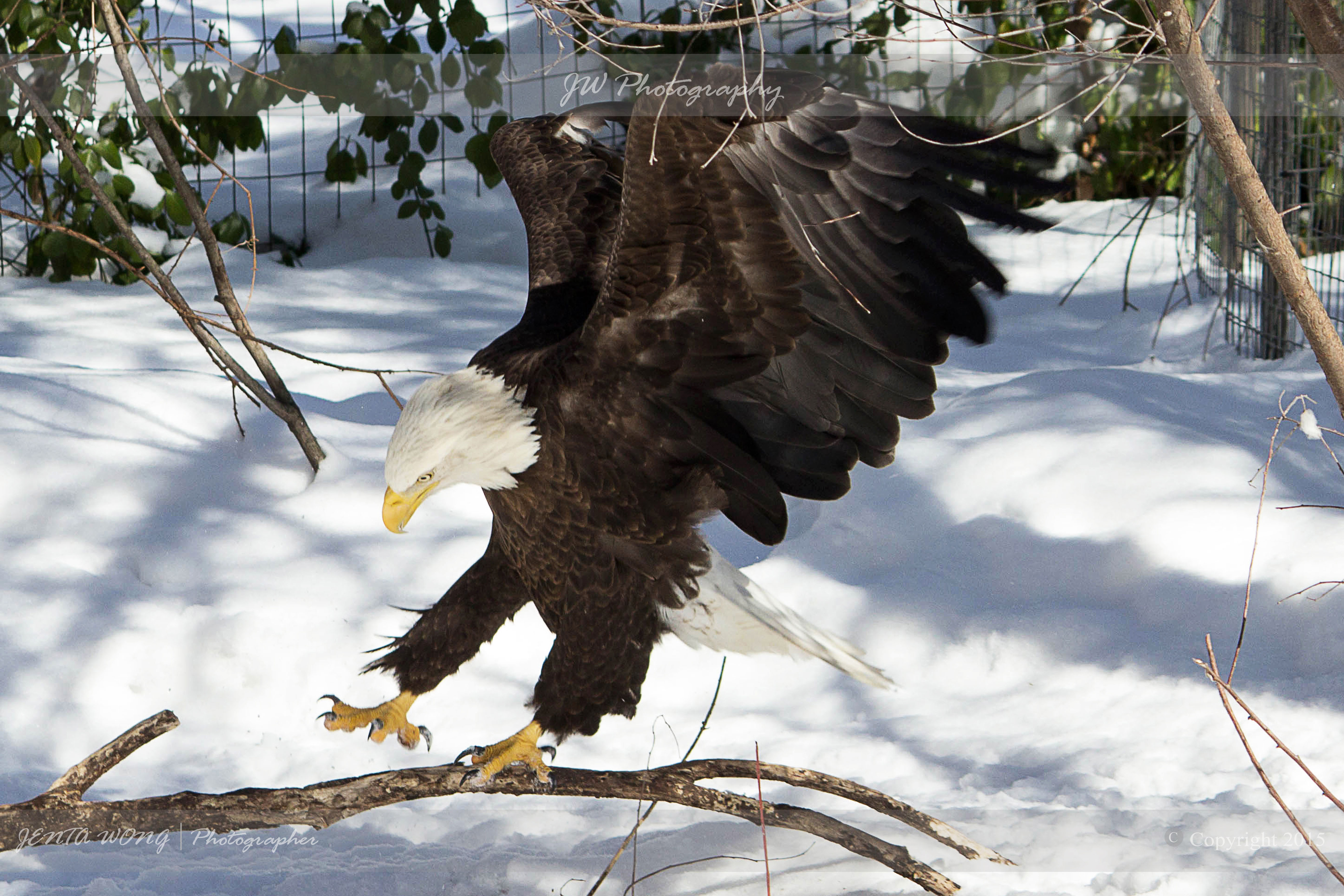 The Eagle Has Landed | Shutterbug